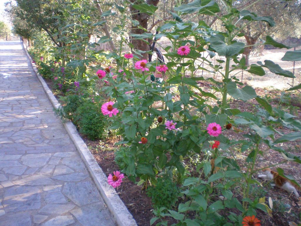 Vasiliki Studios Петра Екстериор снимка